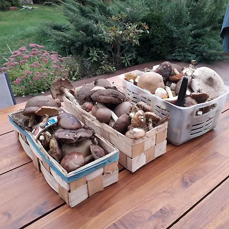 Nad Jeziorem W Borach Tucholskich *