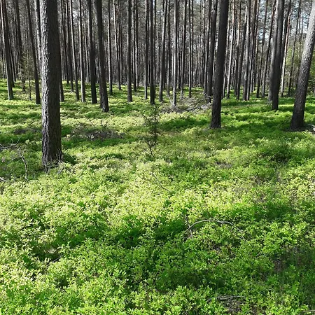 別荘 Nad Jeziorem W Borach Tucholskich *