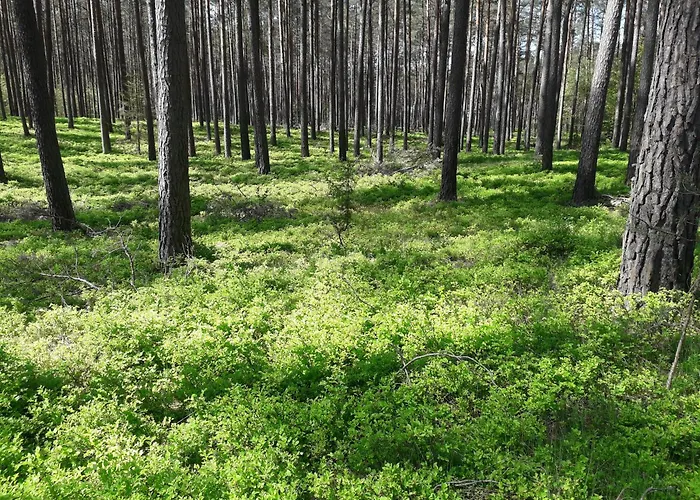 Сasa de vacaciones Nad Jeziorem W Borach Tucholskich *